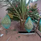 نخل مثمر إخلاص صقعي مجدول نبوت سلطان خضري شيشي برحي