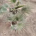 نخل واشنطني ب 5 ريال الموقع الشفا