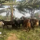 معزاء 8 اناثي 1 واحد فحل