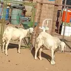 ضان تم البيع