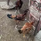 دجاج باكستاني