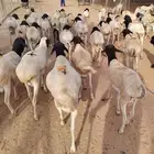 لأهل الحلال متوفر 70 راس بربري طيب ونظيف جذعان