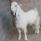 البيع معزا وفحل