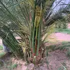 توريد نخيل بجميع انواعه