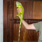 اغوانا