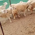 رخال حريات حرش رقم 1مقاني صنف مراح وحده