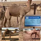 بعير منتج للبيع