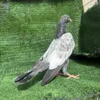 حمام تيدي بيور
