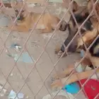 كلبه جيرمن انثى