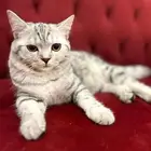 قطه سكوتش للتبني بلاش