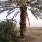 يتواجد لدينا نقيل إخلاص أصيل درجه اولا