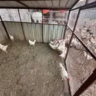 ديوك لوهمان بيع بالجملة