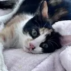 قطة للتبني