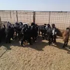 تيوس