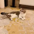 قط سكوتش للبيع