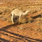 حشو ثنين اعمارها من 7 الى 8 شهور طيبات