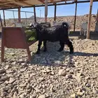 تيس ذبيحه