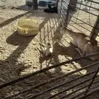 رغوث سديس سواكنيه تحتها خروف