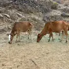 بقر للبيع العدد3