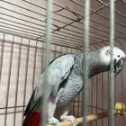 ببغاء كاسكو الصحه ممتازه .