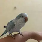 كويكر اليف عنده كم كلمه