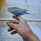 ذكر بادجي اليف هدد متكلم