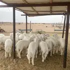 طليان جبره ناهيه شكل وأطراف وشعره