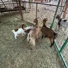 ماعز متاوم قزم