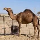 للبيع بكره حايل