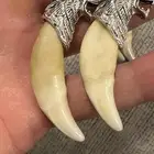 البيع انياب ذيب طبيعي 100