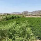مزرعة للبيع بصك إلكتروني زراعي الجموم هدى الشام