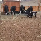 للبيع معزاء مواليد