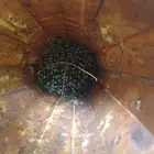 نحل بلدي للبيع
