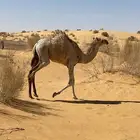 حشو للببيع