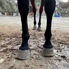 فرس مكس مواليد 2011