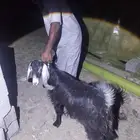 جفره ذبيحه ( تم البيع )