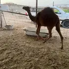 بكارات فرد للبيع