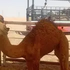 قعدان للبيع