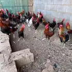 ديوك بلدي