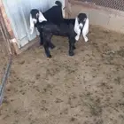 تيس وجفره عوارض