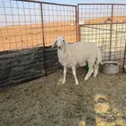 نعيمي مهجن على حري مغلق عمره 5شهور