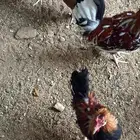 دجاج عربي ماكنتوش