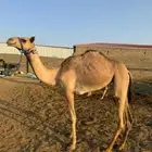 بكره اصيل سلاله فل فل