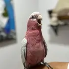 للبيع   طائر galah cockatoo (كوكاتو وردي)