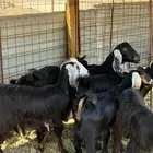 جفار مقنوي نظيفه