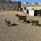 عنز كفو كفو