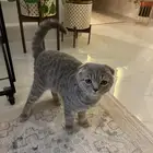 سكوتش دبل فولد