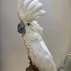 بغبغاء كوكاتو ابيض