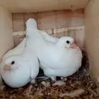 فروخ فرنسي زغاليل