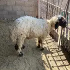 غنم